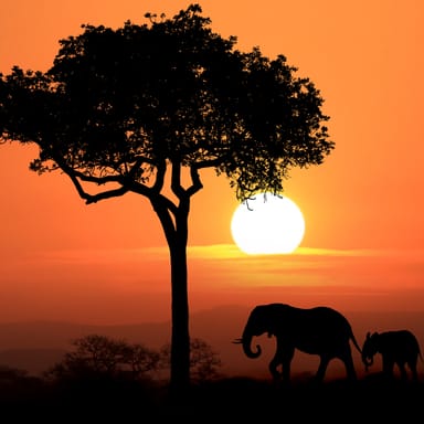 Savannah 名詞 サバンナ の意味 使い方 読み方 Engoo Words