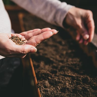 seed (Nouna small, hard object produced by a plant that grows into a new  plant ) Meaning, Usage, and Readings | Engoo Words