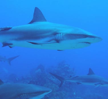 New Movie Shows an Unseen Underwater World | DMM英会話 デイリー