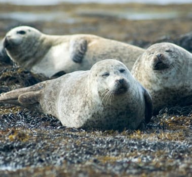Seal Noun Meaning Usage And Readings Engoo Words Seal Noun Meaning Usage And Readings Engoo Words
