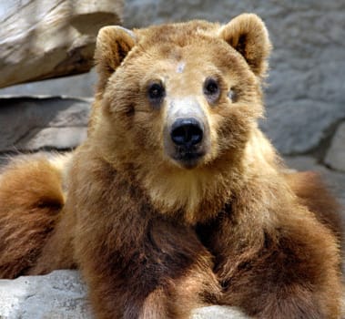 Bear 名詞 クマ の意味 使い方 読み方 Dmm英会話words Bear 名詞 クマ の意味 使い方 読み方 Dmm英会話words