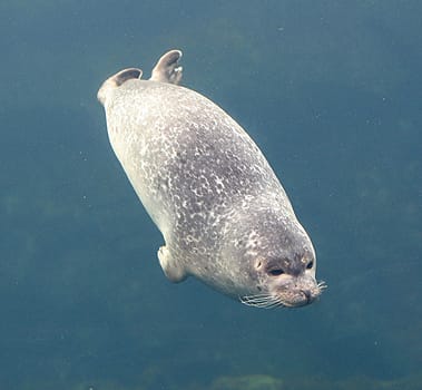 Seal Noun Meaning Usage And Readings Engoo Words Seal Noun Meaning Usage And Readings Engoo Words