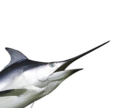 Swordfish 名詞 メカジキ の意味 使い方 読み方 Engoo Words