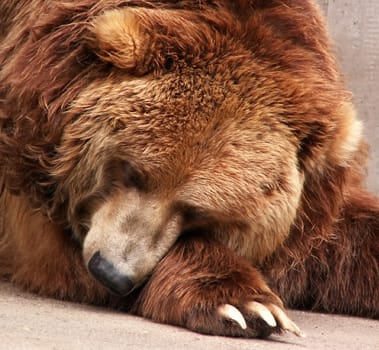 Bear 名詞 クマ の意味 使い方 読み方 Dmm英会話words Bear 名詞 クマ の意味 使い方 読み方 Dmm英会話words