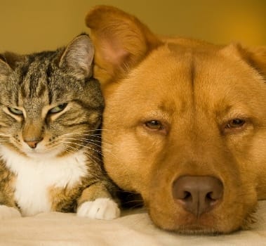 Pet Substantivo Animal De Estimacao Significado Uso E Leitura Engoo Words