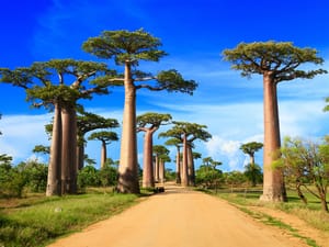Baobab street in Madagascar, Africa