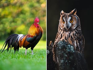 A collage of a rooster and an owl