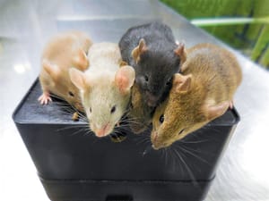 Japanese Scientists Create Mice with Cells from Two Males | Engoo Daily