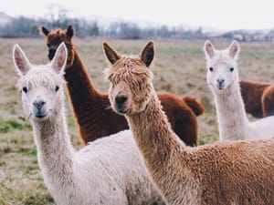 Alpacas on a farm