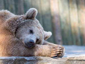 A brown bear sleeping on a rock