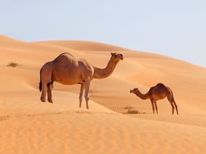 Two camels in a desert