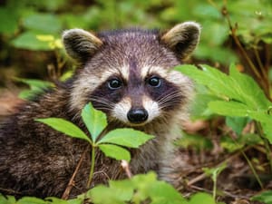 A raccoon in the low grass in the woods