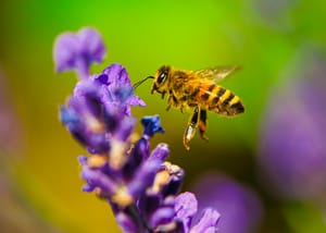 Europe's Wild Honeybees Now Endangered
