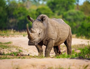 White rhinoceros (Ceratotherium simum) in South Africa.
