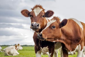 Two brown and white cows grazing in a field.