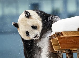 Female panda Jin Bao Bao, named Lumi in Finnish, plays in the snow on the opening day of the Snowpanda Resort in Ahtari Zoo, in Ahtari, Finland, Saturday Feb. 17, 2018.