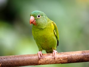 A close-up of a small, vibrant green parrot perched on a bamboo branch