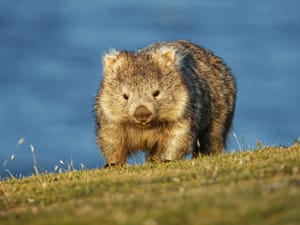 A common Wombat in the Tasmanian scenery, eating grass in the evening on the island near Tasmania.