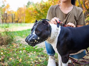 Meet the World's Most Dangerous Animals | Engoo Daily News