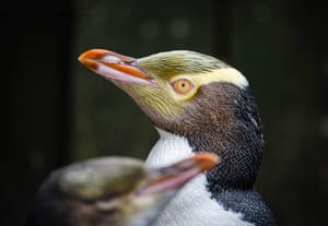 A hoiho or yellow-eyed penguin pictured on April 2, 2023, has won New Zealand's annual Bird of the Year vote, Monday, Sept. 16, 2024, after a fierce contest absent the foreign interference and controversies that have upset the country's avian elections before. 