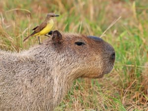 A bird standing on the head of a Capybara