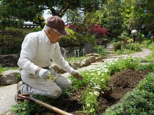 A senior Japanese man engaged in planting in his garden.