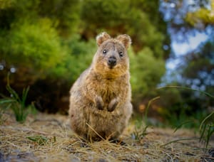 Quokka.