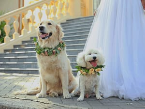 Two cute dogs at a wedding ceremony.