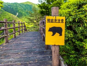 What to Do if You Meet a Bear in Japan