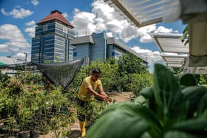How City Farms Can Help to Feed the World