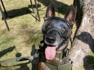 A military dog wears protective goggles during ceremonies in Nowy Dwor Mazowiecki, Poland, Friday, Sept. 6, 2024.