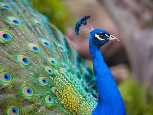 A side shot of a peacock displaying its feathers.