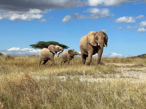 An African elephant matriarch leads her calf away from danger in northern Kenya