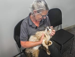In this photo provided by the Charleston Animal Society, Jennifer Ravenel pets her cat, Sam, when the two were reunited after 11 years Monday, Aug. 12, 2024, at the Charleston Animal Society in Charleston, South Carolina.