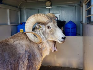 This undated handout photo provided by the Montana Fish Wildlife and Parks, shows a sheep nicknamed Montana Mountain King that was part of unlawful scheme to create large, hybrid species of wild sheep for sale to hunting preserves in Texas.