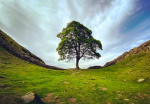 The Sycamore Gap Tree standing next to the Hadrian's Wall.