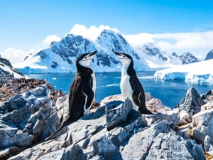 Two Chinstrap penguins in Antarctica standing on rocks