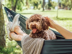 Carbon Pawprint: How to Make Your Pet 'Green'