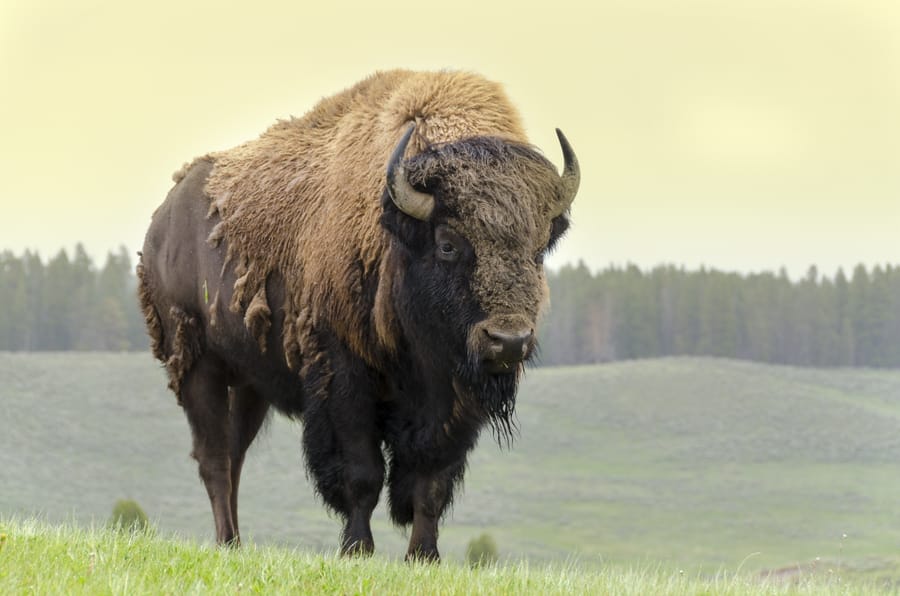 Californias Catalina Island Bison Bring Tourists, Concern | Engoo  Ежедневные Новости