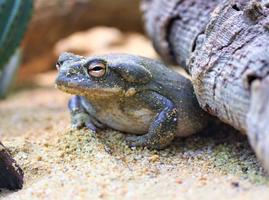 Don't Lick Toxic Toads, US National Park Service Warns