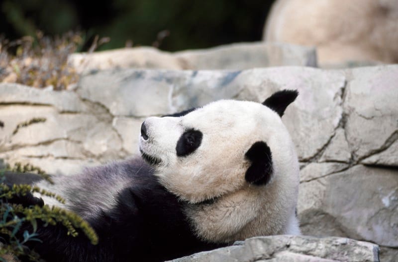 Zoo Animals Show Their Artistic Sides | Engoo Daily News