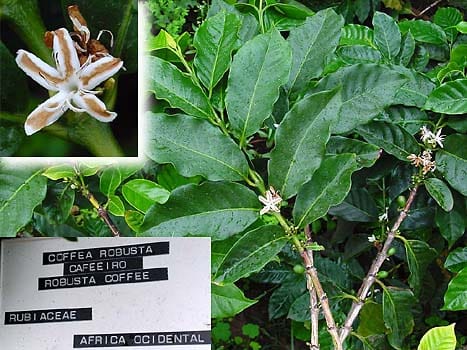 Scientists Decipher Genome of Coffee Plant | Engoo Daily News