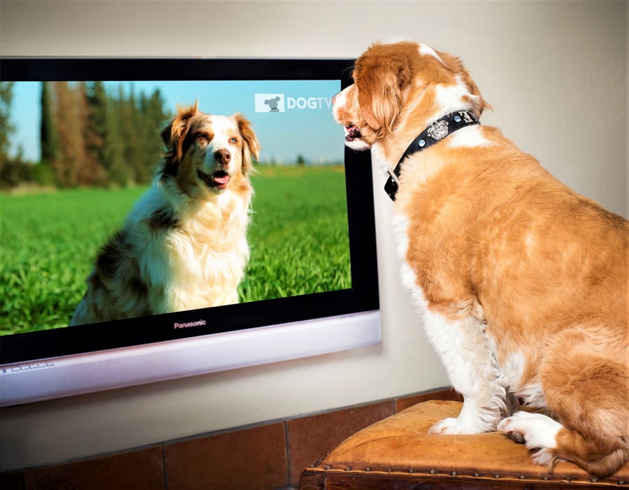 Dog tv app clearance