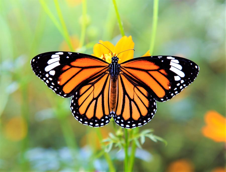 Monarch Butterflies Listed as Endangered | Engoo デイリーニュース