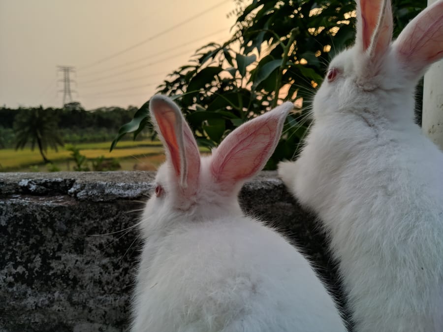 特別な数え方 Engoo