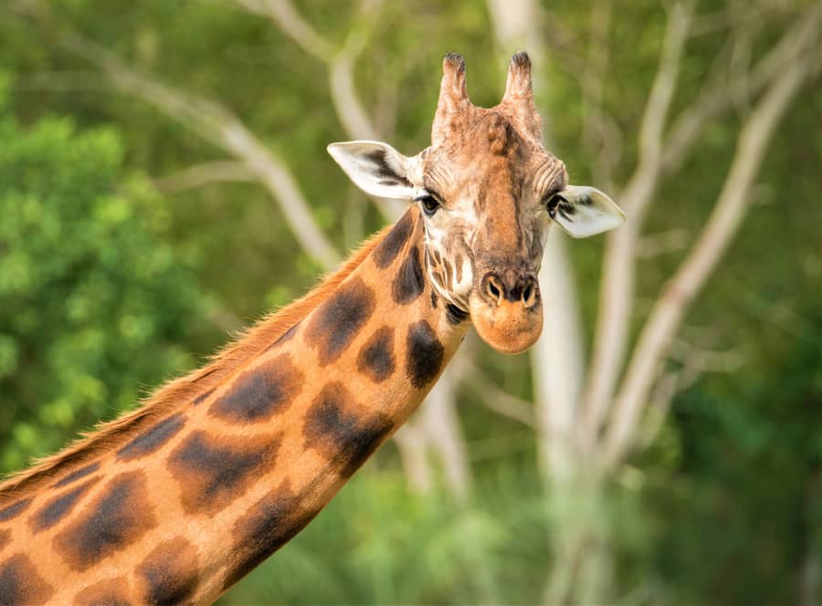 Tallest Giraffe Named by Guinness World Records | Engoo