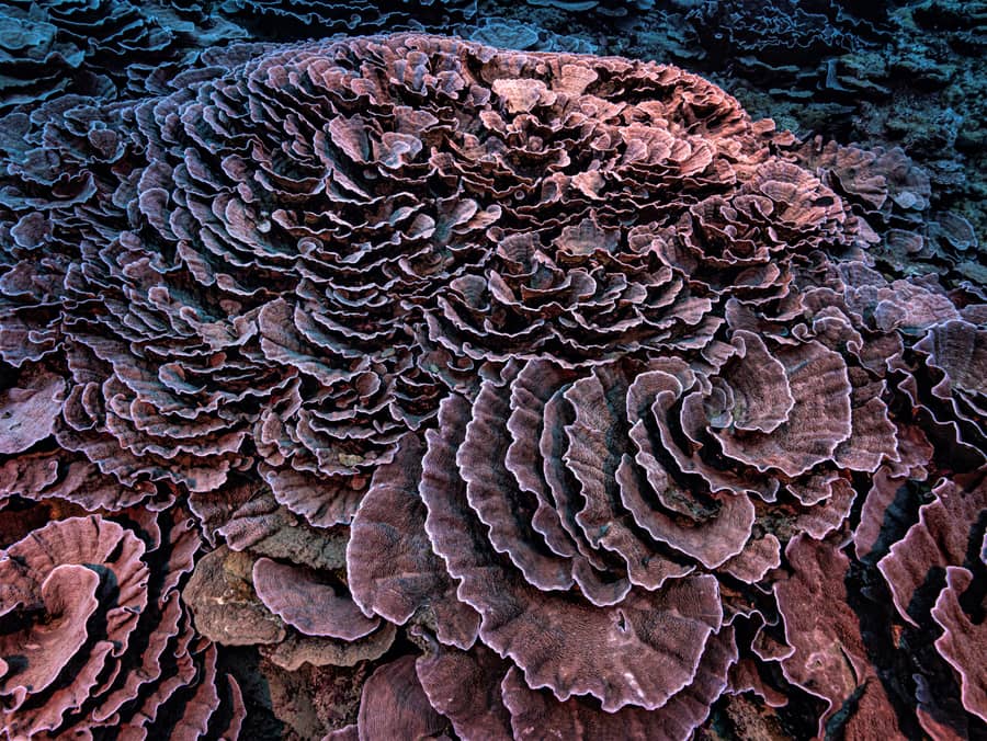 Rare, Pristine Coral Reef Found Near Tahiti | Engoo デイリーニュース