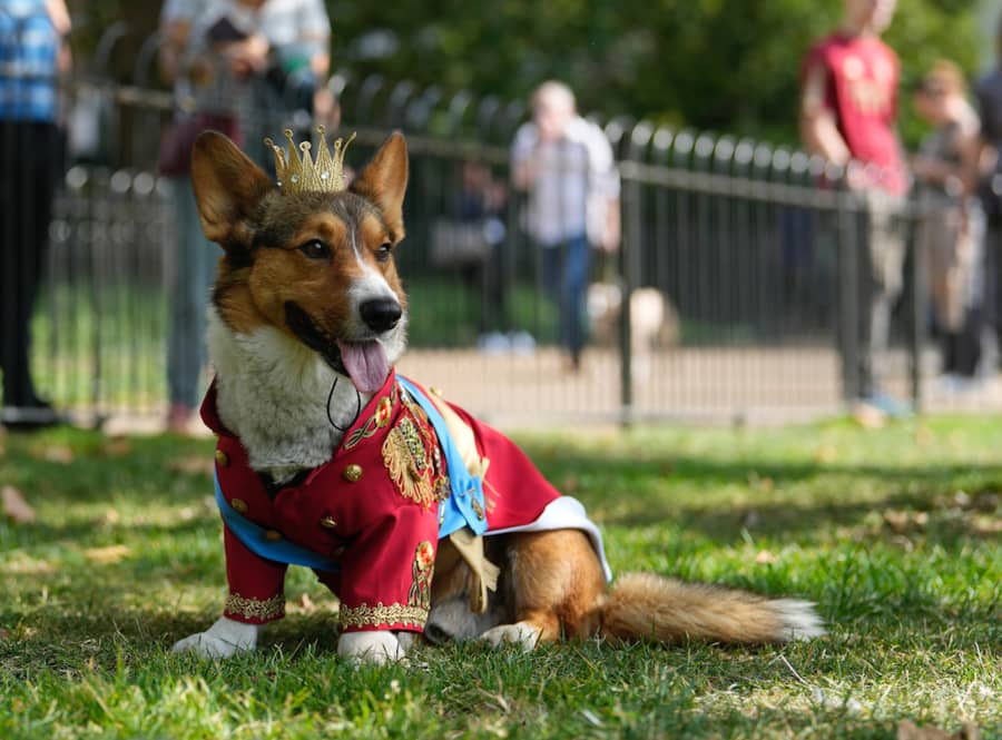 Corgis parade outside Buckingham Palace to remember Queen