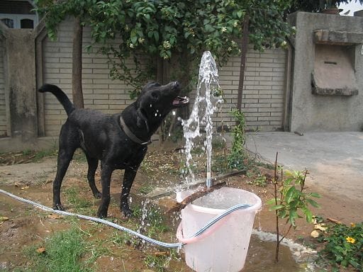 Think You Know How Dogs Drink Water Engoo Daily News