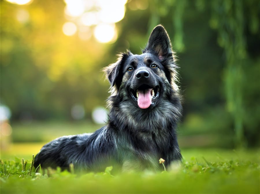 Dog happy to see owner on sale